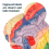 Menselijk hersenmodel voor neurowetenschappen, anatomiemodel, met studiegids, functionele partitionering 5