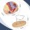 Menselijk hersenmodel voor neurowetenschappen, anatomiemodel, met studiegids, functionele partitionering 6