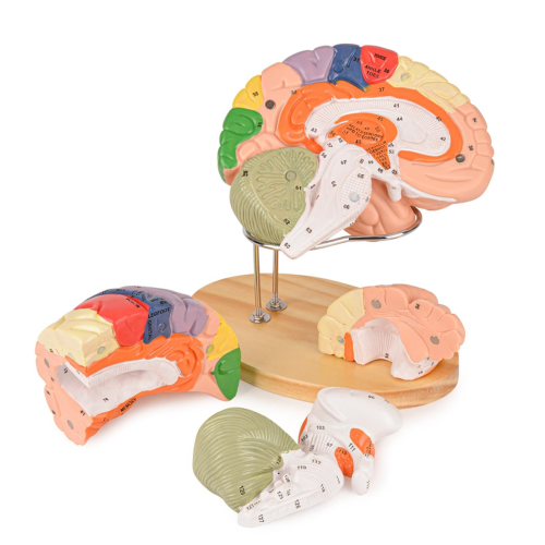 Menselijk hersenmodel voor neurowetenschappen, anatomiemodel, met studiegids, functionele partitionering 1