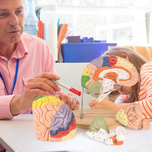 Menselijk hersenmodel voor neurowetenschappen, anatomiemodel, met studiegids, functionele partitionering 2