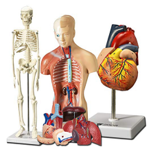 Menselijk hart, torso en skeletmodel - Praktische 3D-leertool voor studenten anatomie en fysiologie