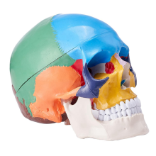 Model van een menselijke schedel, levensgroot geschilderde anatomie PVC anatomisch B