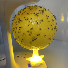 Premium adhesive trap for flies and mosquitoes – non-toxic