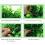 2 Pcs Artificial Plant Topiary Ball Garden Spheres S 6