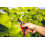 Lowe Secateurs 14.104 Bypass Pruning Sheers Compact 4