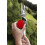 Spear & Jackson Spear & Jackson 8301LR Razorsharp Long Reach Cutter 3