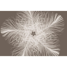 Komar XXL4-006 368 x 248 cm "Feather Star Federstern" Wallpaper Mural - Neutral (Pack of 4)