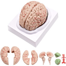 Model anatomii człowieka w naturalnej wielkości z podstawą ekspozycyjną, do nauki i nauczania przedmiotów ścisłych, ekspozycja B