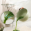 Matcha Set, Japanese Tea Set Includes Matcha Bowl 6