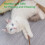 20Pcs Natural Silvervine Sticks for Chew Sticks 4