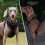 Modello: Tactical 1 pezzo Imbracatura per cane nera Taglia M/L 2