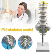 Life Size Lumbar Spine Model Lumbar Vertebral Spine Anatomy Model for Educational Teaching Study