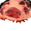 Halloween Mask Latex Pig Head Cap 4