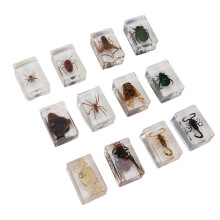 Eco-Friendly 12 Pcs Bug Specimens in Clear Resin for Science Fun