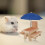 Blue Squirrel Feeder Table Pine Wood 19.4oz 16