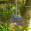 Wild Bird Feeder Clear Round Shape with Strong Suction Cups for Garden Use 15