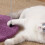 Purple Grape Shape Sisal Cat Climbing Tree with Interactive Multifunctional Features 6
