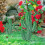 Kaktusblüten-Deko-Einsatz Acrylspieß 16
