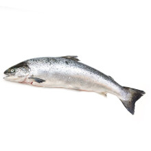 Whole Salmon ~2.5kg -/+10%