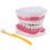 Anatomical Teeth Model Dentist Teaching Oral Hygiene Model Magnification(FJ22) 1