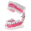 Anatomical Teeth Model Dentist Teaching Oral Hygiene Model Magnification(FJ22) 3