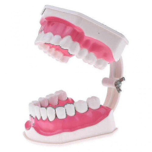 Anatomical Teeth Model Dentist Teaching Oral Hygiene Model Magnification(FJ22) 2