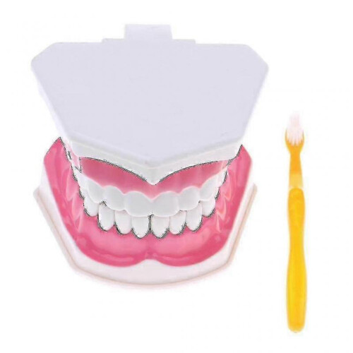 Anatomical Teeth Model Dentist Teaching Oral Hygiene Model Magnification(FJ22) 1
