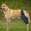 Hundekniebandage S Schwarz - Modell-Kniebandage, Stark 10