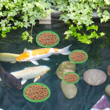 10 Stück Aquarium Schwimmpflanzenkorb, 5 Größen, geruchloser EVA-Schaum, vielseitiger Fischfutterring für Fischbecken, 5 Stück Grün + 5 Stü