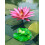 Floating Resin Leaf Decoration for Pool Aquarium - Multicolor, 250g 5