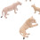 Conjunto de 6 modelos de leones - figuras de vinilo en miniatura 13