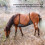 Protector de vientre para caballo funda de malla 210 g red para insectos 5