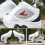 Skates Wheels Retractable 2-In-1 Shoes White 43 2