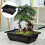 Bonsai Pot, Planter, Balcony Box, 29 x 21 x 10.5 cm 5