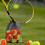 TennisPaddleball, Training, Training, Sport, GummiTennis, high elasticity, impacts, resistance, Tennis, 12 pieces Ref: 7462 5