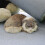 Sleeping Cat Lifelike Sleeping Cat Stuffed Sleeping Cat Plush 4
