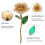 Long Stem Dipped 24k Gold Rose in Gift Box with 2