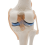 Anatomical Knee Joint with Ligaments Model, Life Size 5