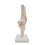 Anatomical Knee Joint with Ligaments Model, Life Size 4