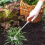 Εργαλείο χειροκίνητου βοτανίσματος 5 Teeths Hand Weeder Puller Rooting Weeder Tool 6