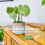Σουβέρ Monstera με αντιολισθητικά φυτά, σετ σουβέρ Monstera 2