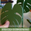 Σουβέρ Monstera με αντιολισθητικά φυτά, σετ σουβέρ Monstera 4