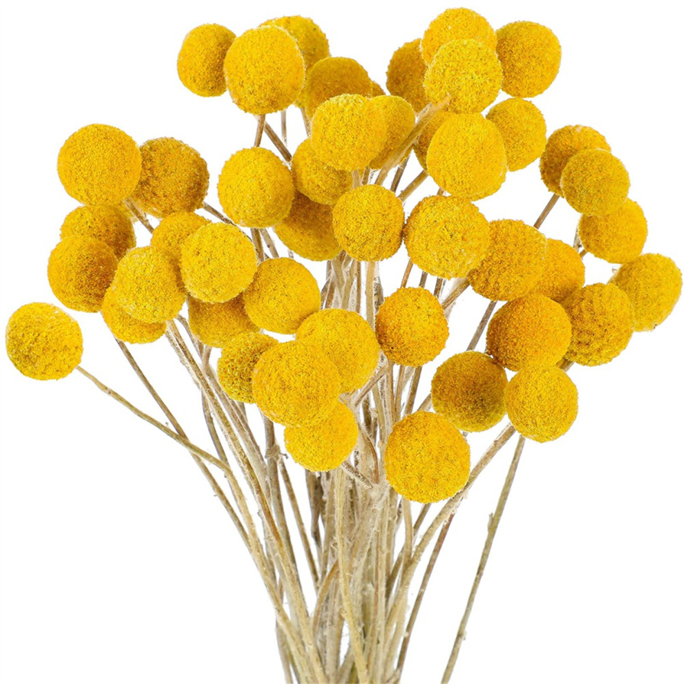 48 Pezzi Di Fiori Secchi Billyballs Secchi, Fiori Di Craspedia Secchi