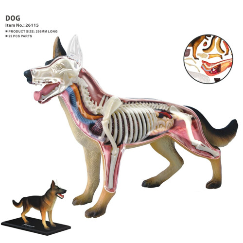 Dyreorgananatomimodel 4D hundeintelligens samlingslegetøj 2
