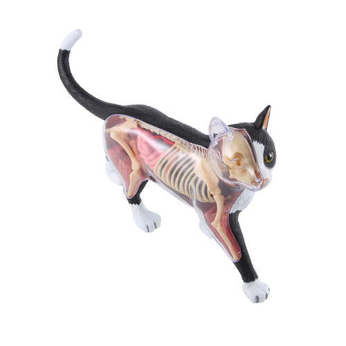 Animal Organ Anatomy Model 4D Cat Intelligence Assembling Toy DIY 2