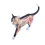 Animal Organ Anatomy Model 4D Cat Intelligence Assembling Toy DIY 1