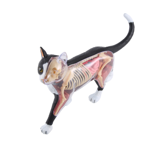 Animal Organ Anatomy Model 4D Cat Intelligence Assembling Toy DIY