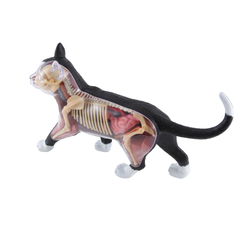 Animal Organ Anatomy Model 4D Cat Intelligence Assembling Toy DIY 1
