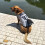 Polyester Foam Dog Life Jacket for Pool Beach Boating Safety 4