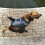 Polyester Foam Dog Life Jacket for Pool Beach Boating Safety 6